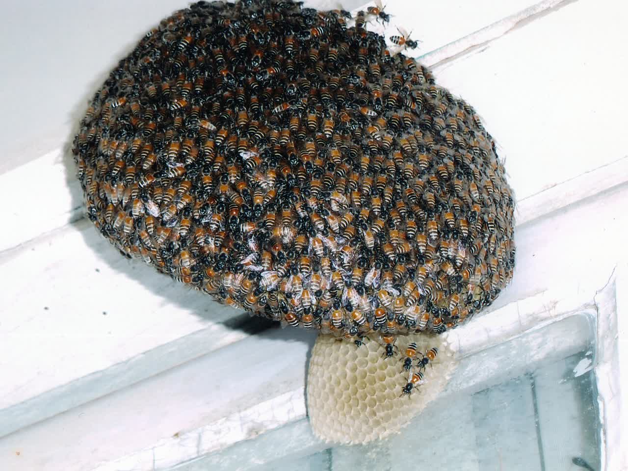 A large honey bee hive covered in bees on the eave of a residential property