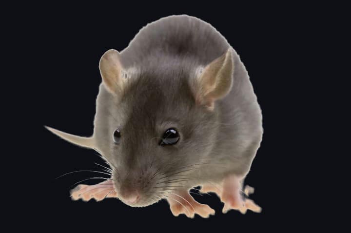 A rat, one of the rodents commonly found in and around Pahrump homes