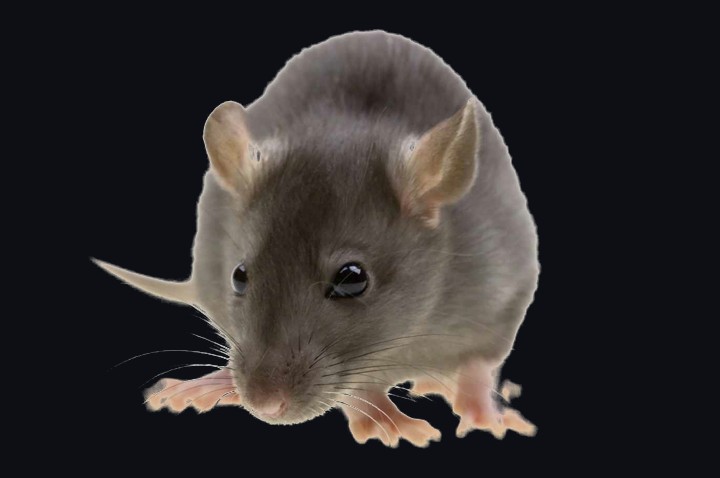 A rat, one of the rodents commonly found in and around Pahrump homes