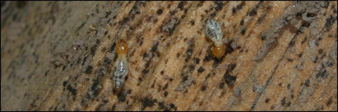 Termites on a rock surface at ground level beside a structure